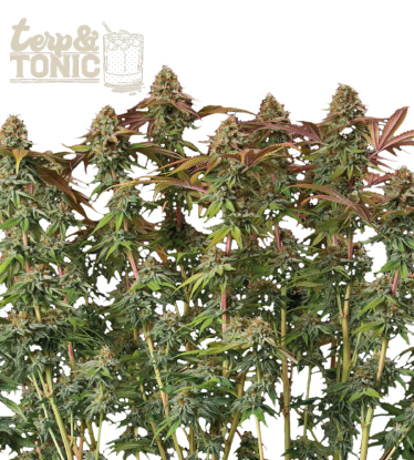 🪴 Terp & Tonic© | Samonakvétací semínka marihuany | Objednej na Seedstockers.cz 🐿️