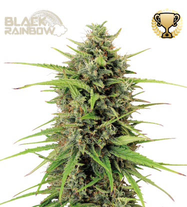 🪴 Black Rainbow© | Samonakvétací semínka marihuany | Objednej na Seedstockers.cz 🐿️