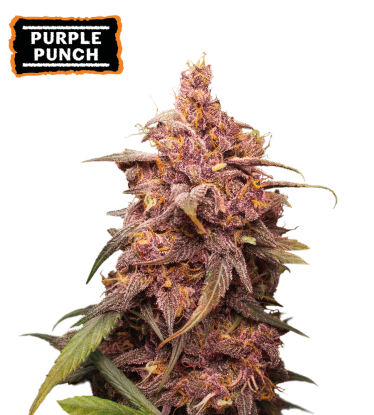 🪴 Purple Punch | Feminizovaná semínka marihuany | Objednej na Seedstockers.cz 🐿️