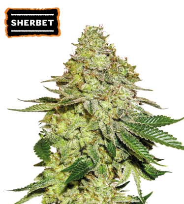 🪴 Sherbet | Feminizovaná semínka marihuany | Objednej na Seedstockers.cz 🐿️
