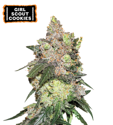 🪴 Girl Scout Cookies | Feminizovaná semínka marihuany | Objednej na Seedstockers.cz 🐿️