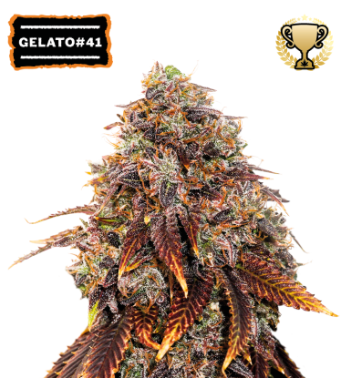 🪴 Gelato 41 | Feminizovaná semínka marihuany | Objednej na Seedstockers.cz 🐿️