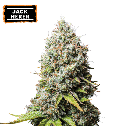 🪴 Jack Herer | Feminizovaná semínka marihuany | Objednej na Seedstockers.cz 🐿️