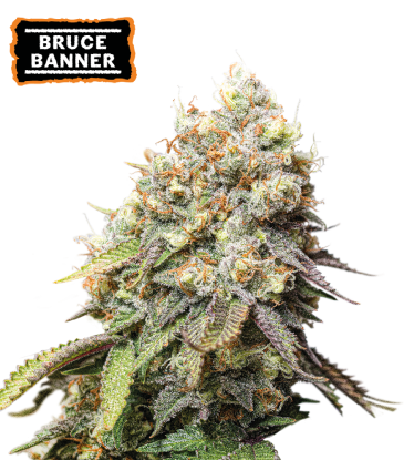 🪴 Bruce Banner | Feminizovaná semínka marihuany | Objednej na Seedstockers.cz 🐿️