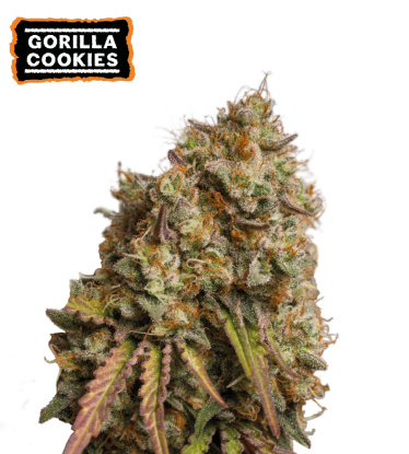 🪴 Gorilla Cookies | Feminizovaná semínka marihuany | Objednej na Seedstockers.cz 🐿️
