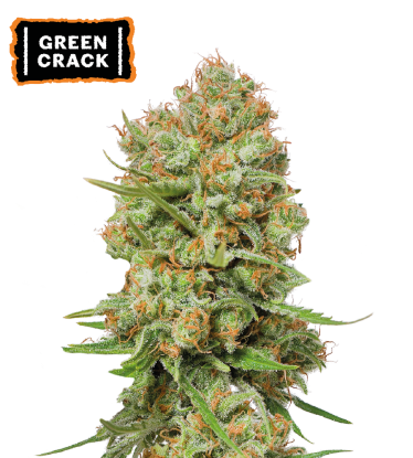 🪴 Green Crack | Feminizovaná semínka marihuany | Objednej na Seedstockers.cz 🐿️