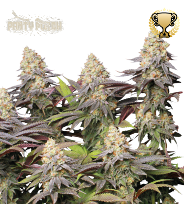 🪴 Panty Punch© | Feminizovaná semena marihuany | Objednej na Seedstockers.cz 🐿️