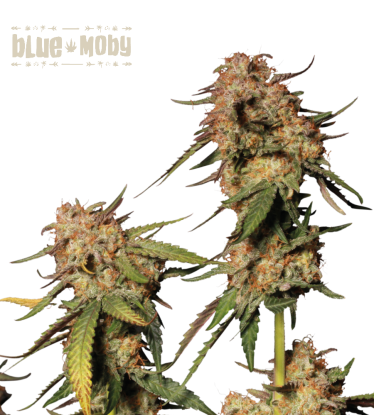 🪴 Blue Moby© | Feminizovaná semena marihuany | Objednej na Seedstockers.cz 🐿️