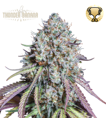 🪴 Thunder Banana© | Feminizovaná semena marihuany | Objednej na Seedstockers.cz 🐿️