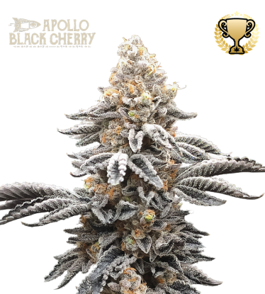 🪴 Apollo Black Cherry© | Feminizovaná semena marihuany | Objednej na Seedstockers.cz 🐿️