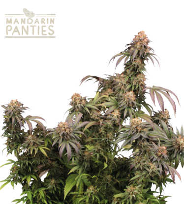 🪴 Mandarin Panties© | Feminizovaná semena marihuany | Objednej na Seedstockers.cz 🐿️