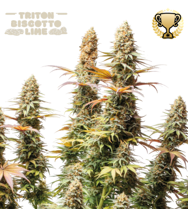 🪴 Triton Biscotto Lime© | Feminizovaná semena marihuany | Objednej na Seedstockers.cz 🐿️