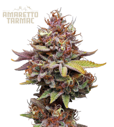 🪴 Amaretto Tarmac© | Feminizovaná semena marihuany | Objednej na Seedstockers.cz 🐿️