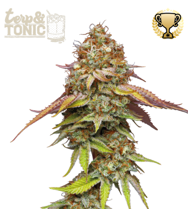 🪴 Terp & Tonic© | Feminizovaná semena marihuany | Objednej na Seedstockers.cz 🐿️