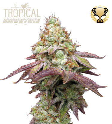 🪴 Tropical Zmoothie© | Feminizovaná semena marihuany | Objednej na Seedstockers.cz 🐿️