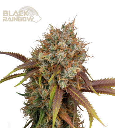 🪴 Black Rainbow© | Feminizovaná semena marihuany | Objednej na Seedstockers.cz 🐿️