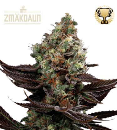 🪴 Zmäkdaun© | Feminizovaná semínka marihuany pro venkovní pěstování | Objednej na Seedstockers.cz 🐿️