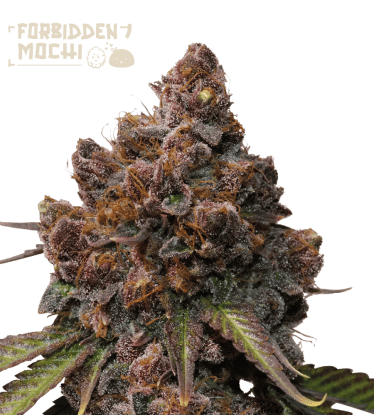 🪴 Forbidden Mochi© | Feminizovaná semena marihuany | Objednej na Seedstockers.cz 🐿️
