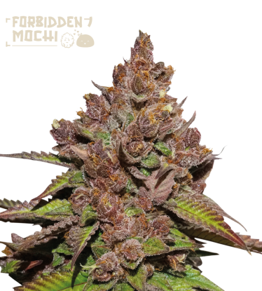 🪴 Forbidden Mochi© Fast | Feminizovaná semena marihuany | Objednej na Seedstockers.cz 🐿️