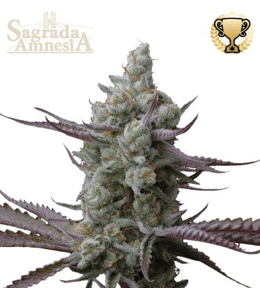 🪴 Sagrada Amnesia© | Feminizovaná semena marihuany | Objednej na Seedstockers.cz 🐿️