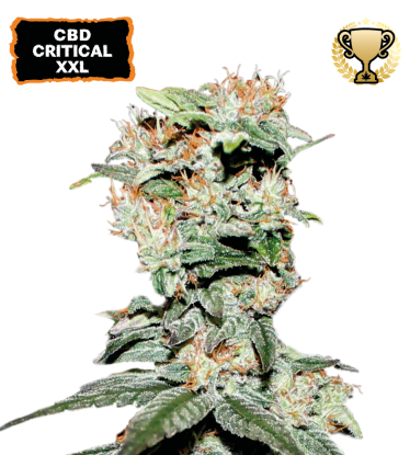 🪴 CBD Critical XXL© | Pod 1% THC! | Feminizovaná semínka marihuany | Objednej na Seedstockers.cz 🐿️