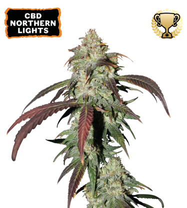 🪴 CBD Northern Lights | Pod 1% THC! | Feminizovaná semínka marihuany | Objednej na Seedstockers.cz 🐿️