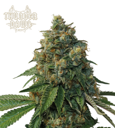 🪴 Thunder Dawg© | Regulační semínka marihuany | Objednej na Seedstockers.cz 🐿️