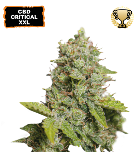 CBD Critical XXL© Auto