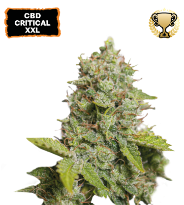 🪴 CBD Critical XXL© | Pod 1% THC! | Samonakvétací semínka marihuany | Objednej na Seedstockers.cz 🐿️