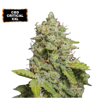 🪴 CBD Critical XXL© | Pod 1% THC! | Samonakvétací semínka marihuany | Objednej na Seedstockers.cz 🐿️