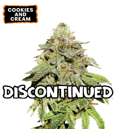 🪴 Cookies & Cream | Feminizovaná semena konopí | Nakupujte na Seedstockers.cz 🐿️