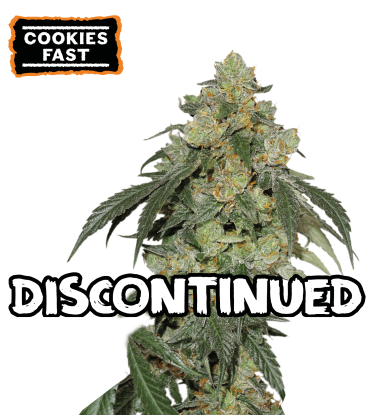 🪴 Cookies Fast | Feminizovaná semínka marihuany | Objednej na Seedstockers.cz 🐿️
