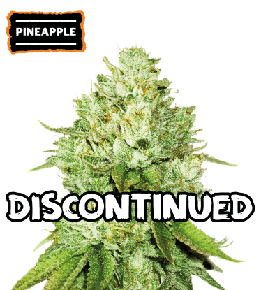 🪴 Pineapple | Feminizovaná semena konopí | Nakupujte na Seedstockers.cz 🐿️