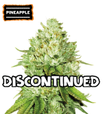 🪴 Pineapple | Feminizovaná semena konopí | Nakupujte na Seedstockers.cz 🐿️