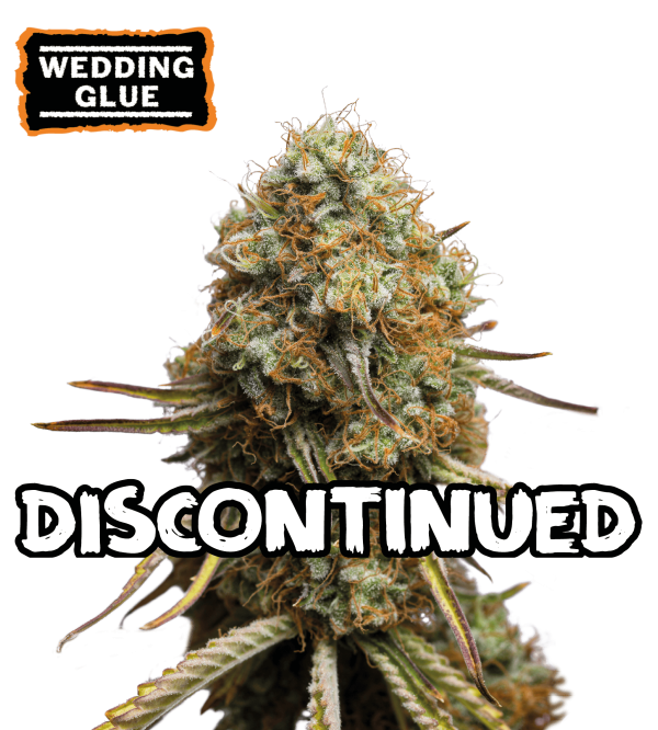 🪴 Wedding Glue | Feminizovaná semena konopí | Nakupujte na Seedstockers.cz 🐿️
