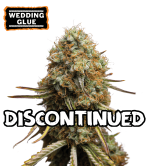 🪴 Wedding Glue | Feminizovaná semena konopí | Nakupujte na Seedstockers.cz 🐿️