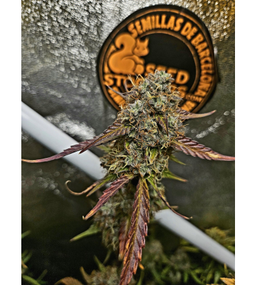 🪴 Sticky Fingers© | Samonakvétací semínka marihuany | Objednej na Seedstockers.cz 🐿️