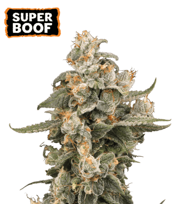 🪴 Super Boof | Automatická semena konopí | Nakupujte na Seedstockers.cz 🐿️