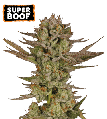 🪴 Super Boof | Feminizovaná semena konopí | Nakupujte na Seedstockers.cz 🐿️