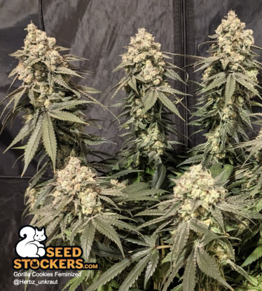 🪴 Gorilla Cookies | Feminizovaná semínka marihuany | Objednej na Seedstockers.cz 🐿️
