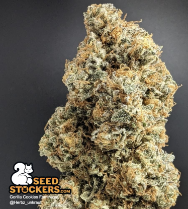 🪴 Gorilla Cookies | Feminizovaná semínka marihuany | Objednej na Seedstockers.cz 🐿️