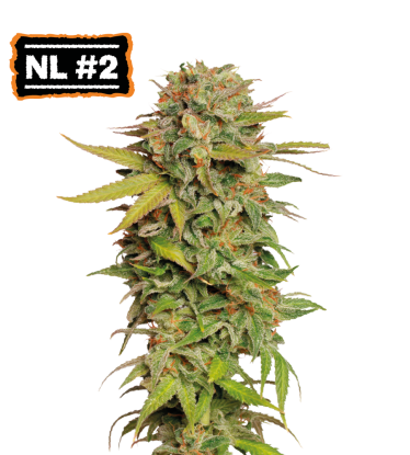 🪴 Northern Lights #2 | Regulační semínka marihuany | Objednej na Seedstockers.cz 🐿️