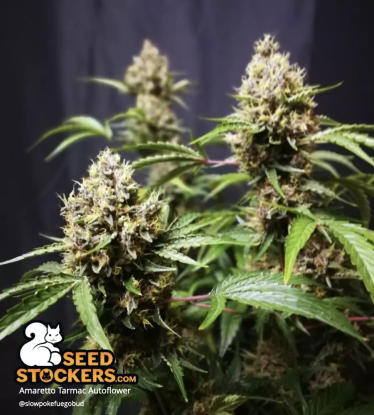 🪴 Amaretto Tarmac© | Samonakvétací semínka marihuany | Objednej na Seedstockers.cz 🐿️