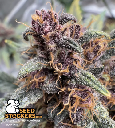 🪴 Amaretto Tarmac© | Samonakvétací semínka marihuany | Objednej na Seedstockers.cz 🐿️