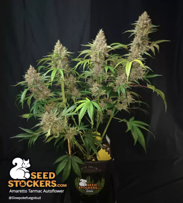 🪴 Amaretto Tarmac© | Samonakvétací semínka marihuany | Objednej na Seedstockers.cz 🐿️