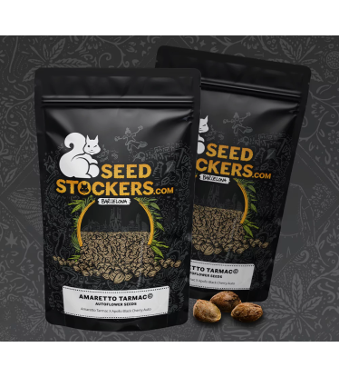 🪴 Amaretto Tarmac© | Samonakvétací semínka marihuany | Objednej na Seedstockers.cz 🐿️