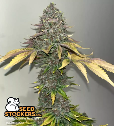 🪴 Amaretto Tarmac© | Feminizovaná semena marihuany | Objednej na Seedstockers.cz 🐿️