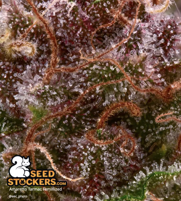 🪴 Amaretto Tarmac© | Feminizovaná semena marihuany | Objednej na Seedstockers.cz 🐿️