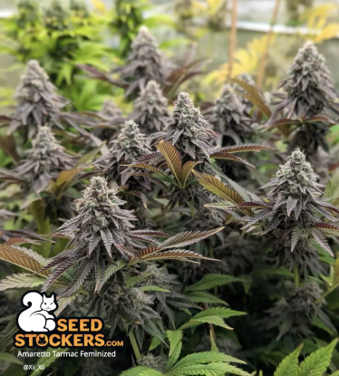 🪴 Amaretto Tarmac© | Feminizovaná semena marihuany | Objednej na Seedstockers.cz 🐿️