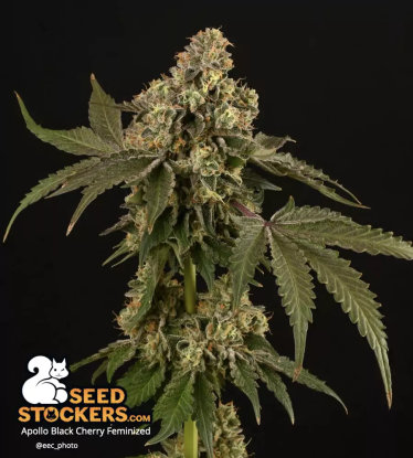 🪴 Apollo Black Cherry© | Feminizovaná semena marihuany | Objednej na Seedstockers.cz 🐿️
